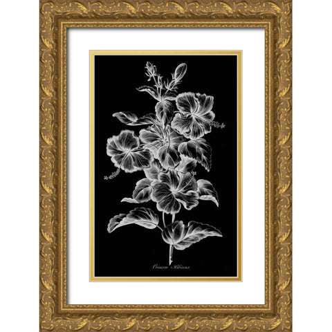 Crimson Hibiscus Gold Ornate Wood Framed Art Print with Double Matting by Hill, John