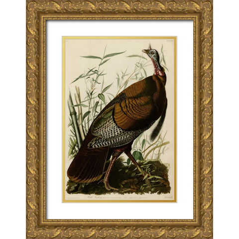 Willd Turkey Gold Ornate Wood Framed Art Print with Double Matting by Audubon, John James