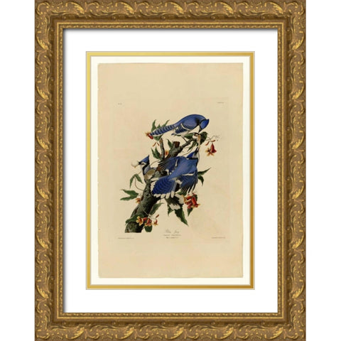 Blue Jay Gold Ornate Wood Framed Art Print with Double Matting by Audubon, John James