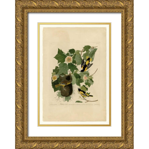 Baltimore Oriole Gold Ornate Wood Framed Art Print with Double Matting by Audubon, John James