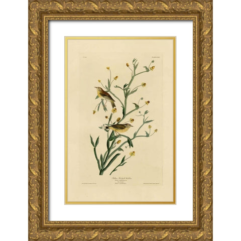 Yellow Red-Poll Warbler Gold Ornate Wood Framed Art Print with Double Matting by Audubon, John James