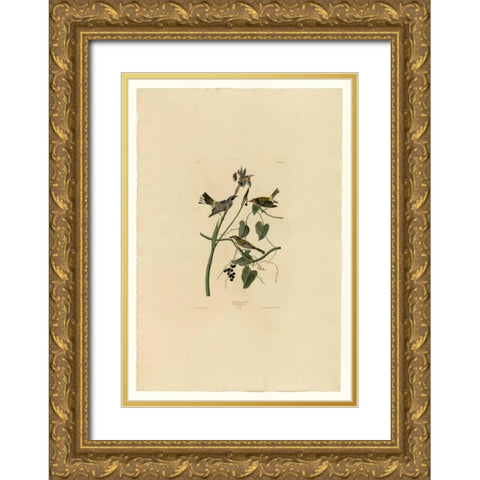 Yellow Cream Warbler Gold Ornate Wood Framed Art Print with Double Matting by Audubon, John James