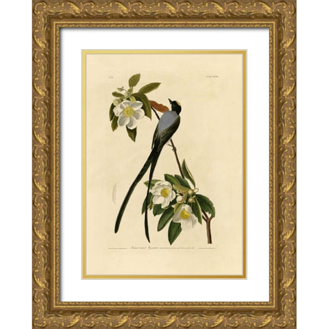 Fork-Tailed Flycatcher Gold Ornate Wood Framed Art Print with Double Matting by Audubon, John James
