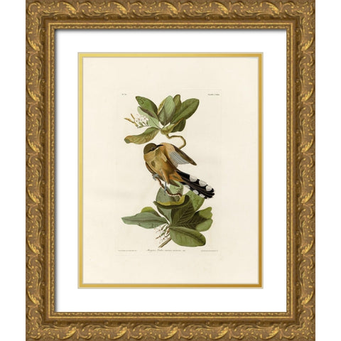 Mangrove Cuckoo Gold Ornate Wood Framed Art Print with Double Matting by Audubon, John James