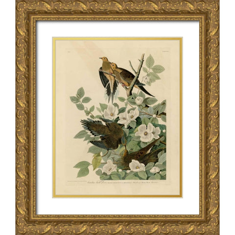Carolina Turtle Dove Gold Ornate Wood Framed Art Print with Double Matting by Audubon, John James
