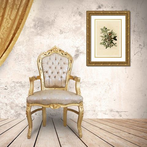 Ground Dove Gold Ornate Wood Framed Art Print with Double Matting by Audubon, John James