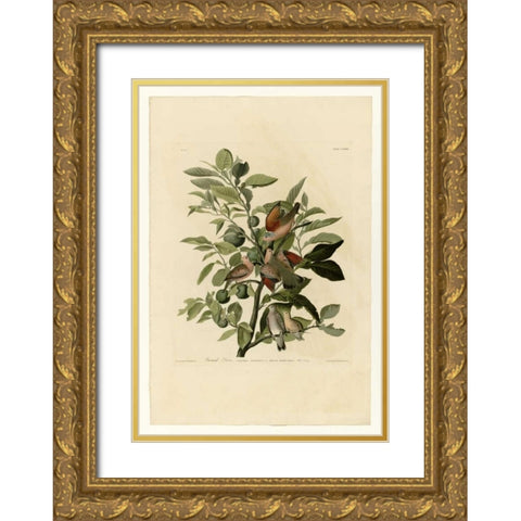 Ground Dove Gold Ornate Wood Framed Art Print with Double Matting by Audubon, John James