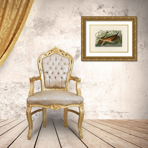 Fresh Water Marsh Hen Gold Ornate Wood Framed Art Print with Double Matting by Audubon, John James