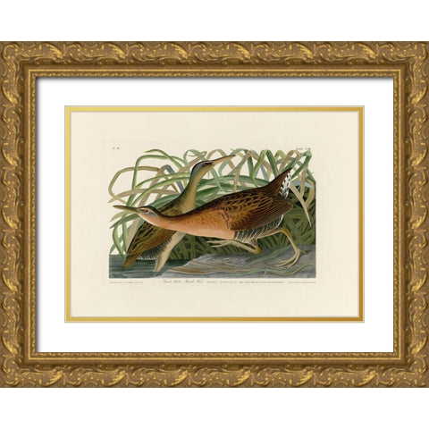 Fresh Water Marsh Hen Gold Ornate Wood Framed Art Print with Double Matting by Audubon, John James