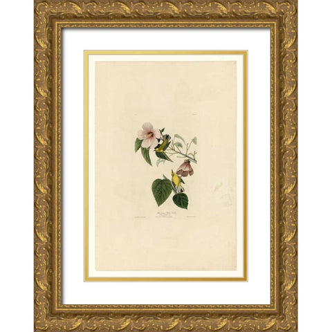 Blue Winged Yellow Warbler Gold Ornate Wood Framed Art Print with Double Matting by Audubon, John James