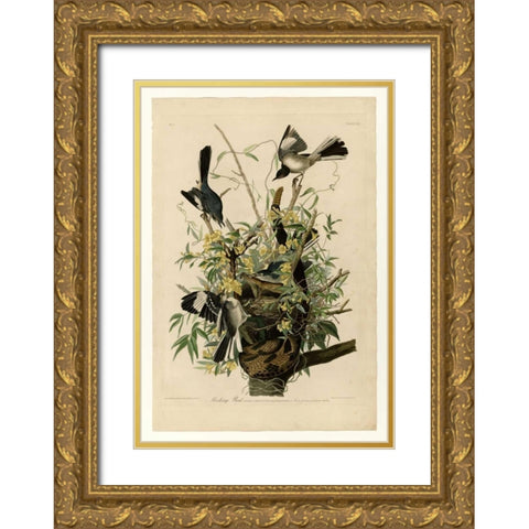 Mocking Bird Gold Ornate Wood Framed Art Print with Double Matting by Audubon, John James