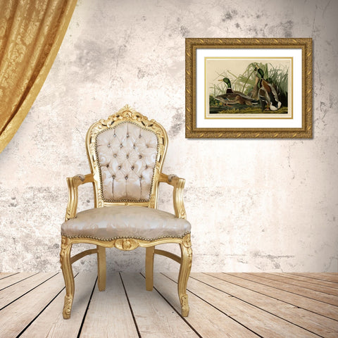 Mallard Duck Gold Ornate Wood Framed Art Print with Double Matting by Audubon, John James