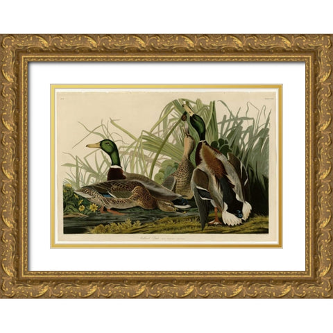 Mallard Duck Gold Ornate Wood Framed Art Print with Double Matting by Audubon, John James