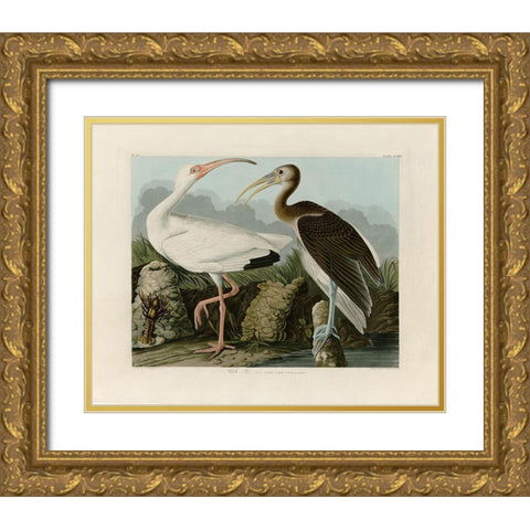 Ibis Gold Ornate Wood Framed Art Print with Double Matting by Audubon, John James