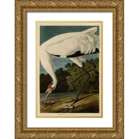 Hooping Crane Gold Ornate Wood Framed Art Print with Double Matting by Audubon, John James