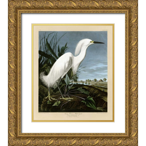 Snowy Heron or White Egret Gold Ornate Wood Framed Art Print with Double Matting by Audubon, John James