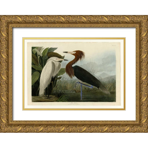 Purple Heron Gold Ornate Wood Framed Art Print with Double Matting by Audubon, John James