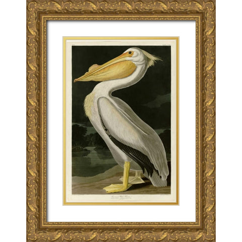 American White Pelican Gold Ornate Wood Framed Art Print with Double Matting by Audubon, John James