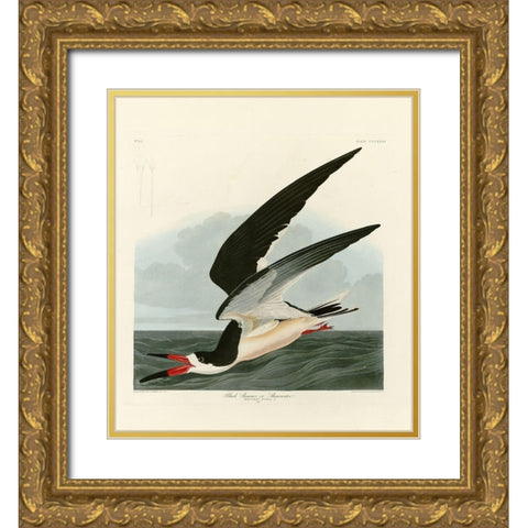 Black Skimmer Gold Ornate Wood Framed Art Print with Double Matting by Audubon, John James
