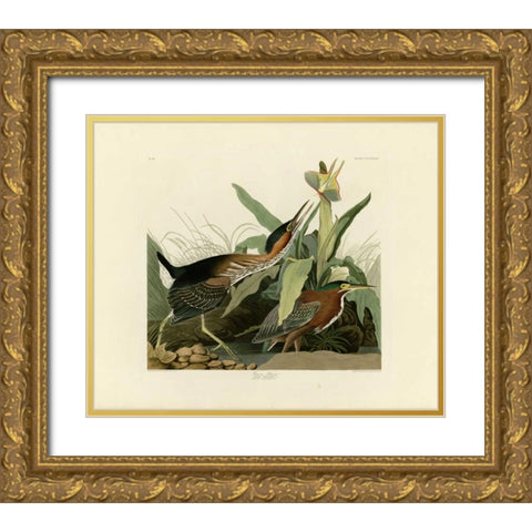 Green Heron Gold Ornate Wood Framed Art Print with Double Matting by Audubon, John James