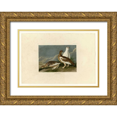 Rock Grouse Gold Ornate Wood Framed Art Print with Double Matting by Audubon, John James