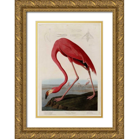 American Flamingo Gold Ornate Wood Framed Art Print with Double Matting by Audubon, John James