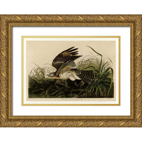 Winter Hawk Gold Ornate Wood Framed Art Print with Double Matting by Audubon, John James