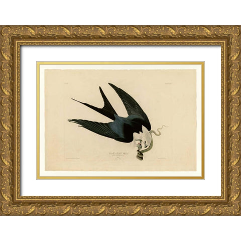 Swallow-Tailed Hawk Gold Ornate Wood Framed Art Print with Double Matting by Audubon, John James