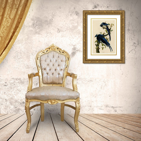 Columbia Jay Gold Ornate Wood Framed Art Print with Double Matting by Audubon, John James