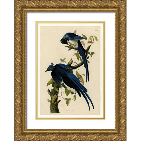 Columbia Jay Gold Ornate Wood Framed Art Print with Double Matting by Audubon, John James