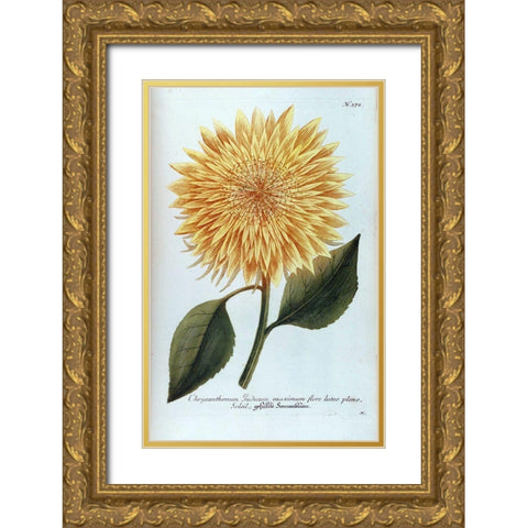 Chrysanthemum Flor Solis Maxi Gold Ornate Wood Framed Art Print with Double Matting by Weinmann, Jacob