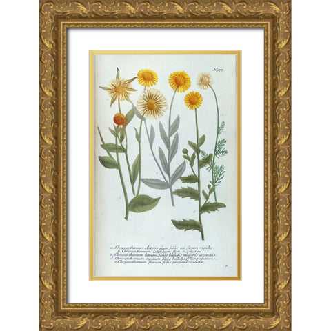 Chrysanthemum Asteris Gold Ornate Wood Framed Art Print with Double Matting by Weinmann, Jacob