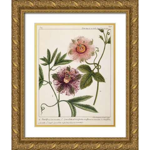 Passiflora Incarnata Gold Ornate Wood Framed Art Print with Double Matting by Chazelles, Laurent
