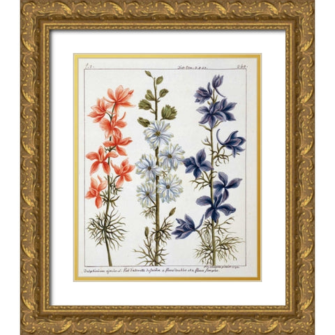 Delphinium Ajacis Gold Ornate Wood Framed Art Print with Double Matting by De Chazelles, Laurent