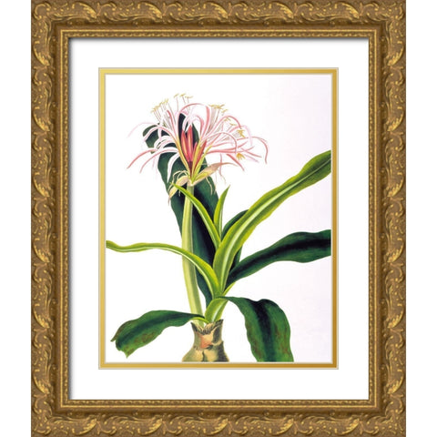 Crinium Hybridum Gold Ornate Wood Framed Art Print with Double Matting by Bury, Priscilla