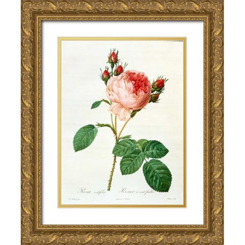 Rose,Centifolia with 100 Petals Gold Ornate Wood Framed Art Print with Double Matting by RedoutÃ©, Pierre-Joseph