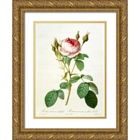 Rose, Muscosa Multiplex Gold Ornate Wood Framed Art Print with Double Matting by RedoutÃ©, Pierre-Joseph
