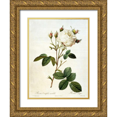 Rosa, Centifolia Mutabilis Gold Ornate Wood Framed Art Print with Double Matting by RedoutÃ©, Pierre-Joseph