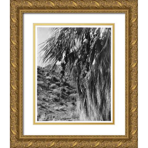 Fan Palm, Fruit, c 1910 Gold Ornate Wood Framed Art Print with Double Matting by Anonymous