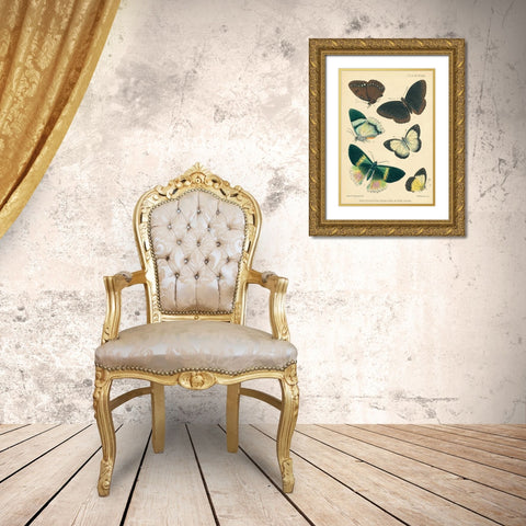 Butterflies, Duke of York Island Gold Ornate Wood Framed Art Print with Double Matting by Smit, Joseph
