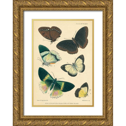 Butterflies, Duke of York Island Gold Ornate Wood Framed Art Print with Double Matting by Smit, Joseph