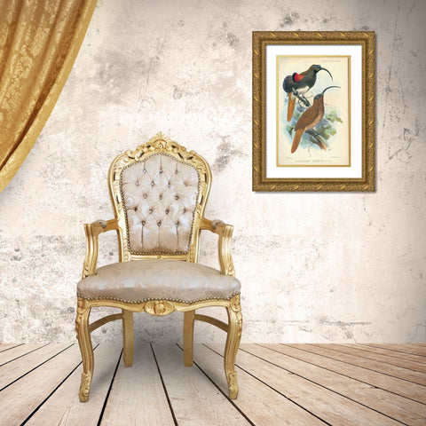 Sicklebill, Bird of Paradise Gold Ornate Wood Framed Art Print with Double Matting by Smit, Joseph