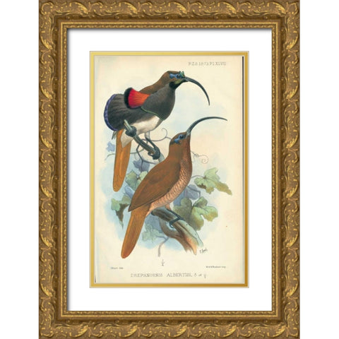 Sicklebill, Bird of Paradise Gold Ornate Wood Framed Art Print with Double Matting by Smit, Joseph