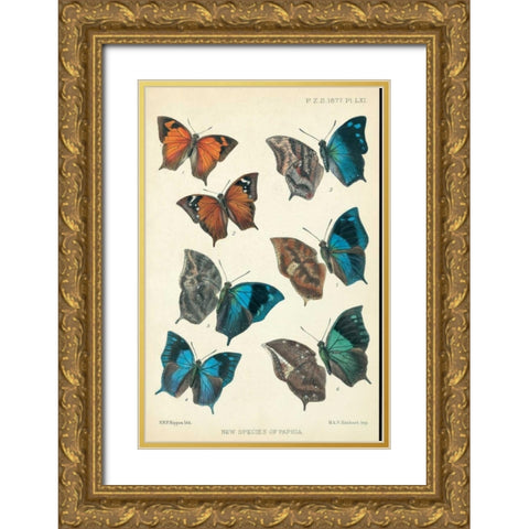 Butterflies, Paphia Gold Ornate Wood Framed Art Print with Double Matting by Rippon, Robert