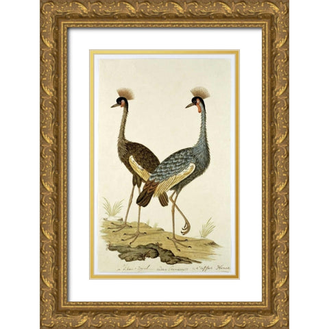 Royal Birds Gold Ornate Wood Framed Art Print with Double Matting by Gordon, Robert J.