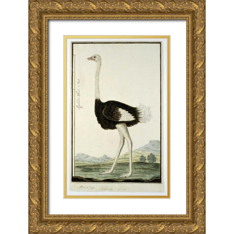 Ostrich Gold Ornate Wood Framed Art Print with Double Matting by Gordon, Robert J.