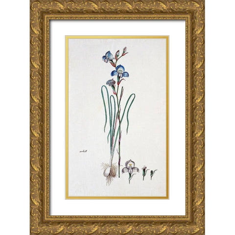 Orchid Gold Ornate Wood Framed Art Print with Double Matting by Gordon, Robert J.