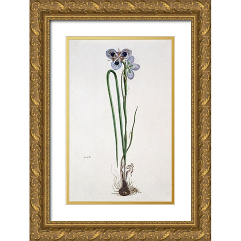 Iris Gold Ornate Wood Framed Art Print with Double Matting by Gordon, Robert J.