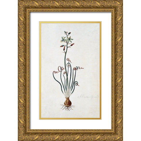Corkscrew Albuca Gold Ornate Wood Framed Art Print with Double Matting by Gordon, Robert J.