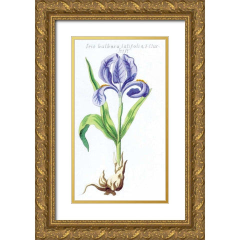 Iris Bulbosa Latifolia Gold Ornate Wood Framed Art Print with Double Matting by Morison, Robert